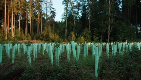 Toma-Súper-Amplia-De-árboles-En-Crecimiento-Con-Protección-Alrededor-De-Los-árboles,-La-Cámara-Se-Mueve-Lentamente