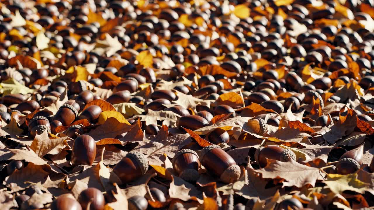 Close-up video shot of acorns scattered among autumn leaves, capturing the rich textures and warm