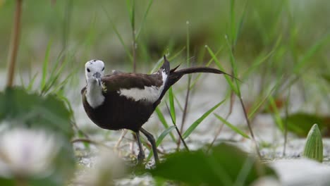 Primer-Plano-De-Jacana-De-Cola-De-Faisán-Con-Flores---Alimentándose-En-El-Estanque-Durante-La-Cría