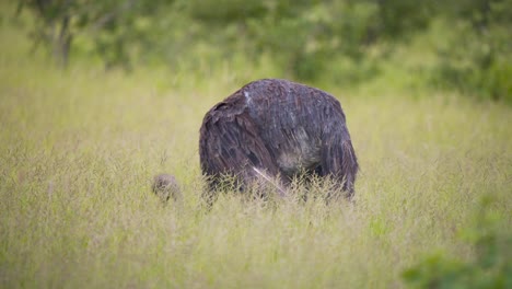 Flightless-Ostrich-bird-pecking-stalks-while-grazing-on-savanna-grass