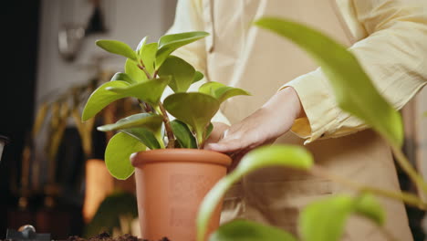 repotamiento de una planta de interior