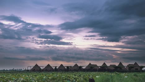 Timelapse-Puesta-De-Sol-Sobre-Un-Campo-De-Loto