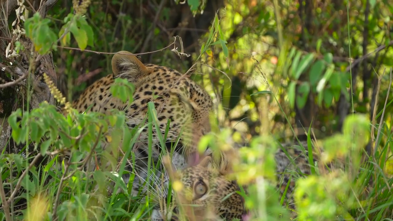 Maasai Mara Kenya'da Yoğun Orman Dalları Altında Yavrusuyla Oynayan Afrika Leoparı Anne