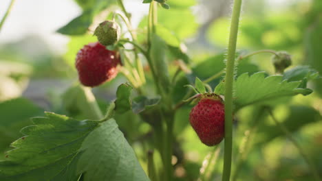 close up of ripe strawberry hanging from fuzzy green stem among lush leaves dotted with dew drops glistening in warm morning sunlight highlighting natural texture and garden freshness