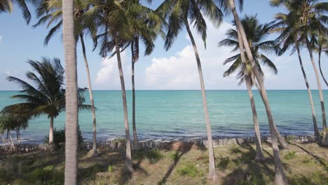 Beautiful-drone-shot-palm-trees-and-beach-in-summer-sun-in-Zanzibar