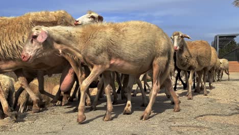 Real-time-of-herd-of-sheep-running-together-while-crossing-road