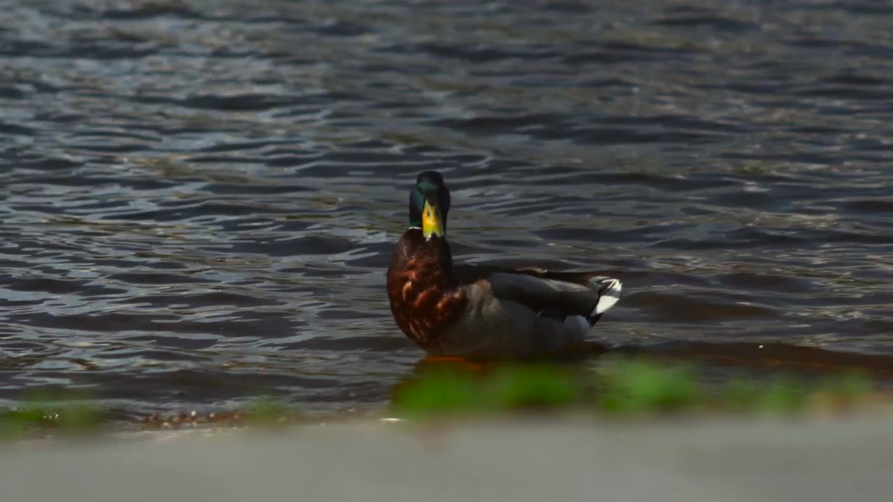 Un singolo germano reale maschio in vista a tre quarti con la testa abbassata vicino alla superficie dell'acqua, suggerendo che stia cercando cibo o bevendo accanto a una riva poco profonda, con riflessi tenui, colori smorzati e un'ambientazione esterna tranquilla