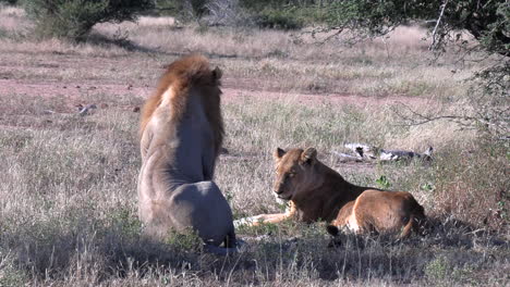 Vista-Cercana-Del-León-Macho-Acostado-Junto-A-La-Leona-En-La-Hierba-Seca