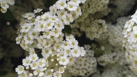 Branches-full-of-small,-white-flowers,-close-up