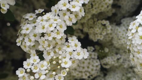 branches full of small, white flowers, close up