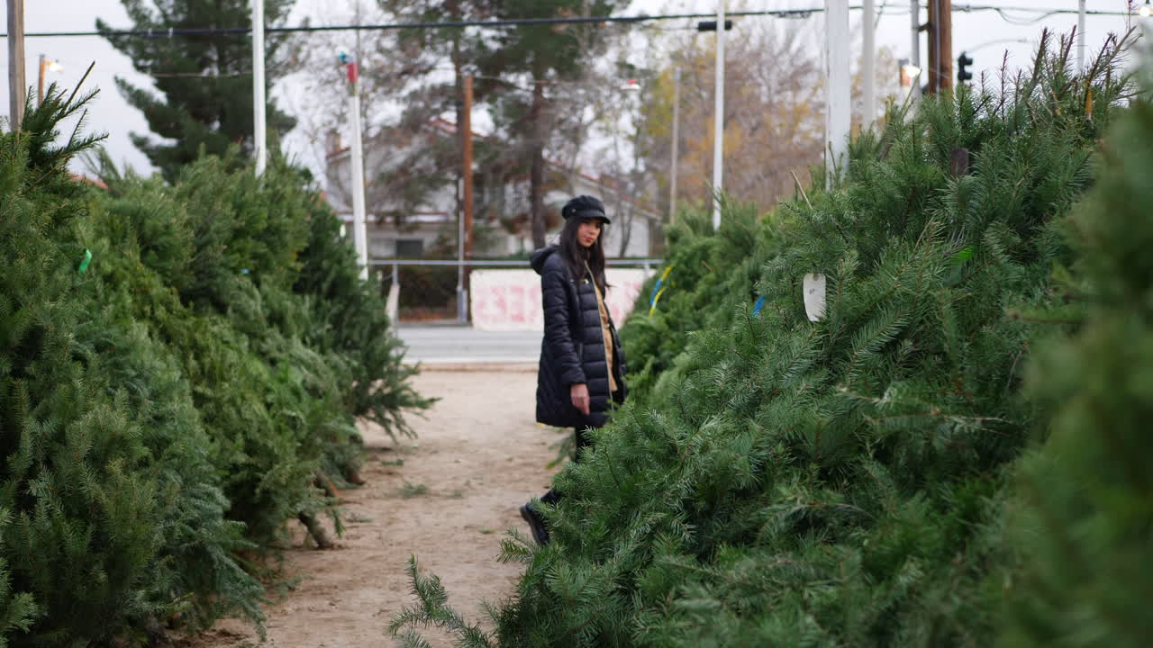 A beautiful woman shopping on a Christmas trees lot with green douglas fir conifers in a holiday botanical nursery