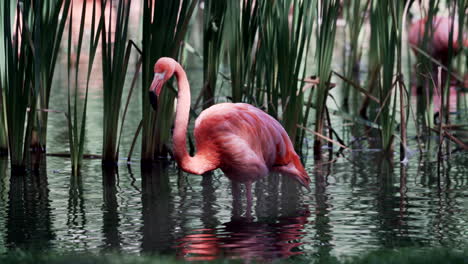 Flamenco-Caribeño---Flamenco-Americano-De-Pie-Y-Acicalándose-En-El-Agua-En-El-Zoológico-De-Granby,-Quebec,-Canadá