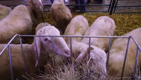 sort haired sheep feeding on hay from a a metal basket at national show