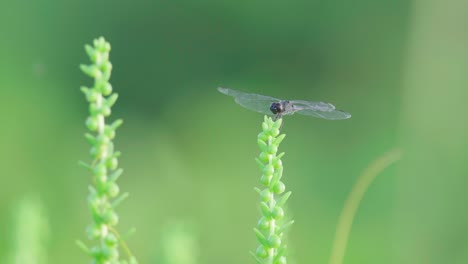 black dragonfly insect resting on top of green plant