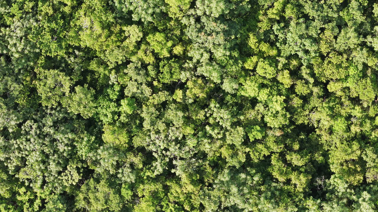 Zenith drone shot of the treetops at the mayan jungle in the yucatan peninsula