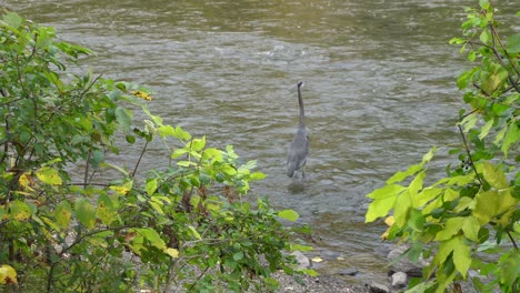 Ein-Reiher,-Der-Geduldig-Auf-Einen-Fisch-Wartet