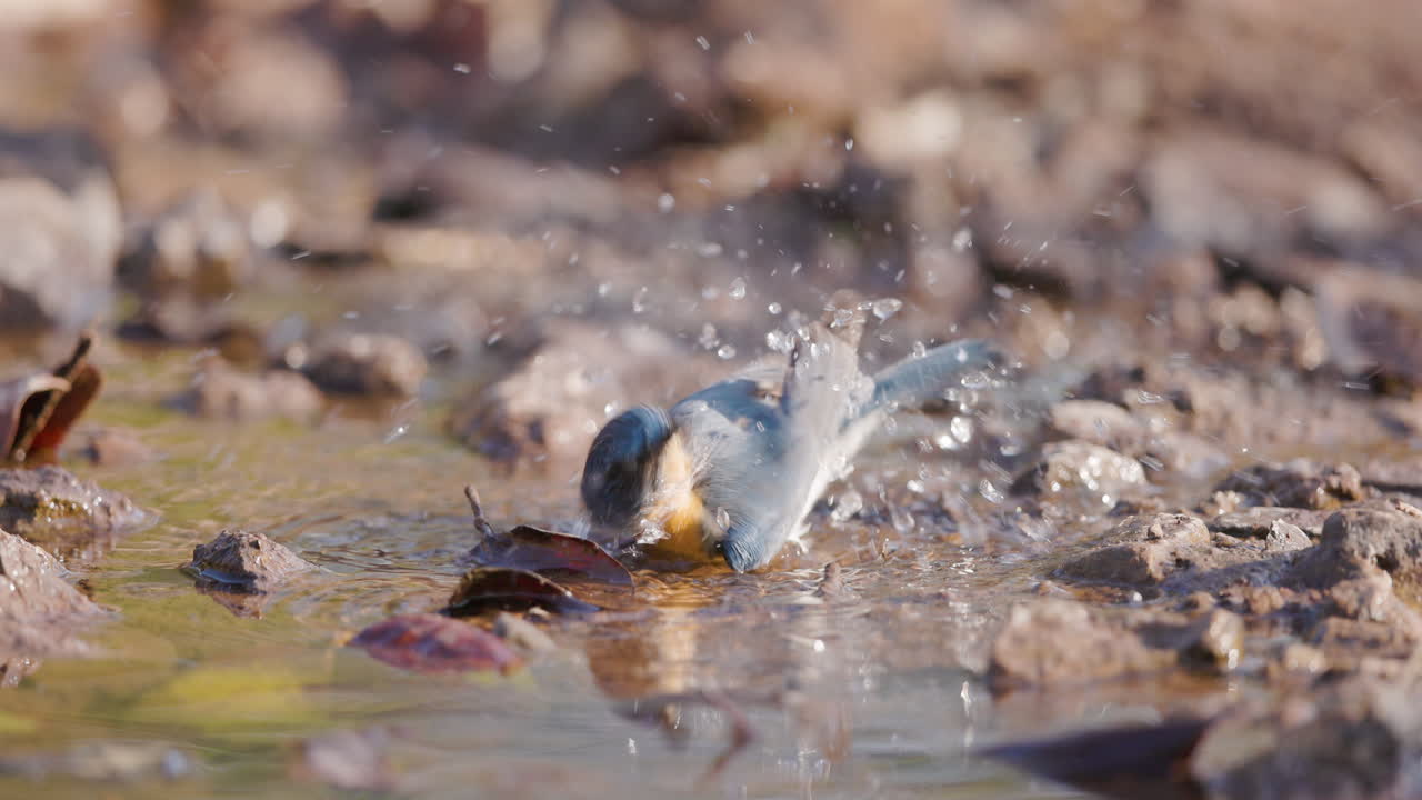 Tickell's Blue Flycatcher splashes in a stream, bathing before flying off in slow motion