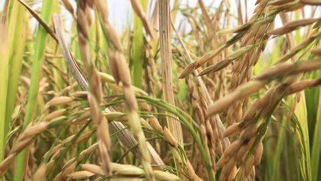 growing rice slow zoom video