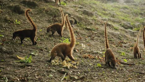 several coatis search the forest floor for food among fallen leaves in the mayan site of tikal, guatemala.