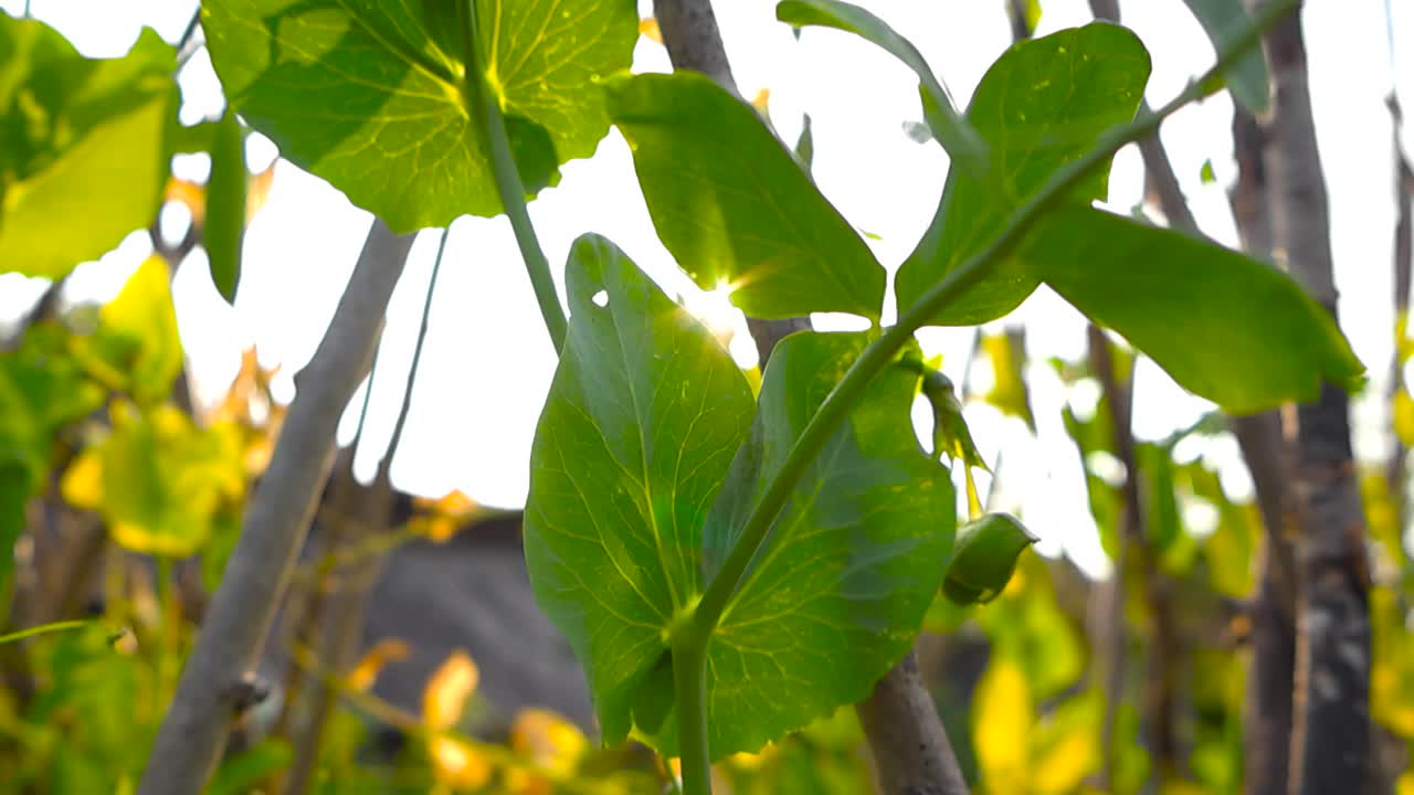 Close up backlit vibrant green leaves of pea plant climbing around rustic wooden support sticks. Descending view against sunny summer sky and soft focus garden. Natural lens flare through the leaves