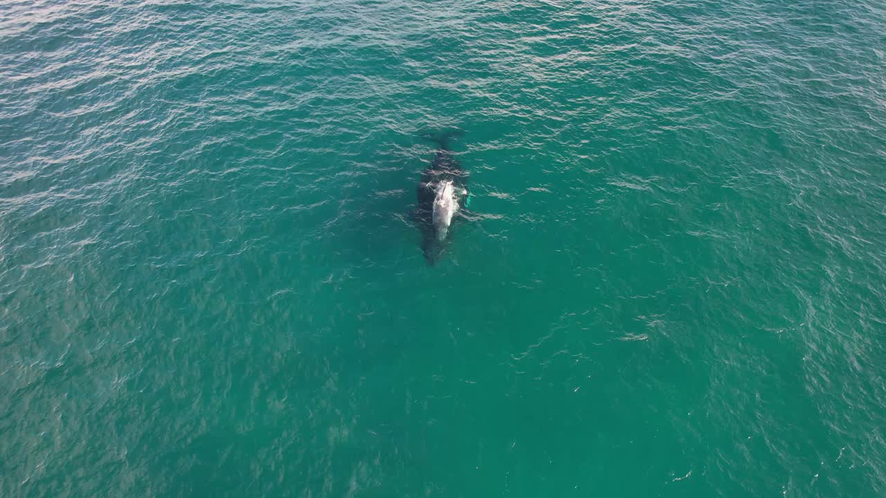una ballena jorobada nadando encima de su madre, observando ballenas en la playa de cabarita, nsw, australia