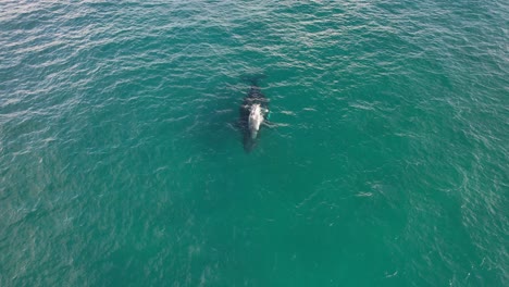 humpback whale calf swimming on top of its mother - whale watching in cabarita beach, nsw, australia
