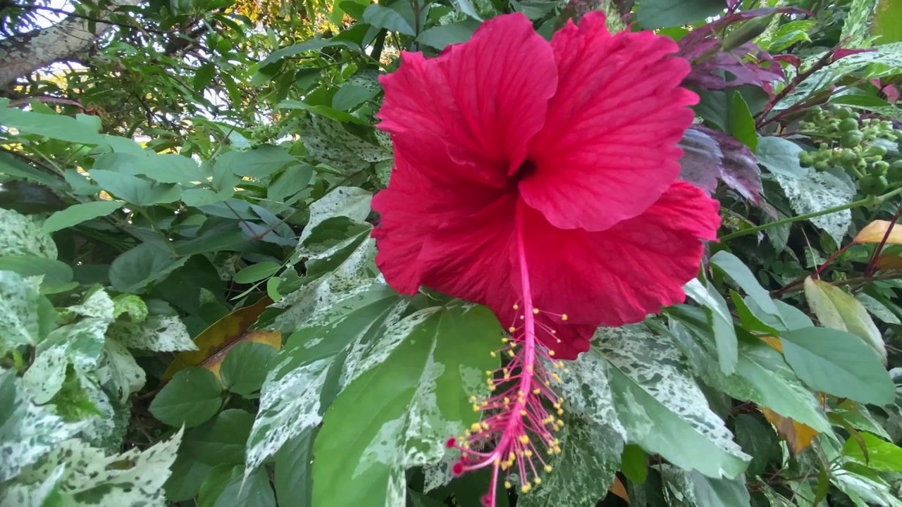 Flor de Hibisco Vermelho Vibrante Florescendo em um Jardim Tropical
