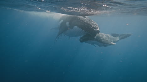 ballenas jorobadas en el reino de tonga