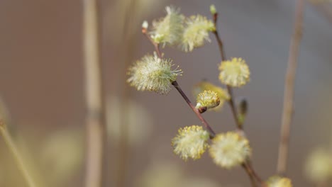 gatos de sauce de primavera con abejas