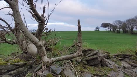 an old traditional stonewall, partly crumbled with a tree growing in it and view over lush green field in rural ireland