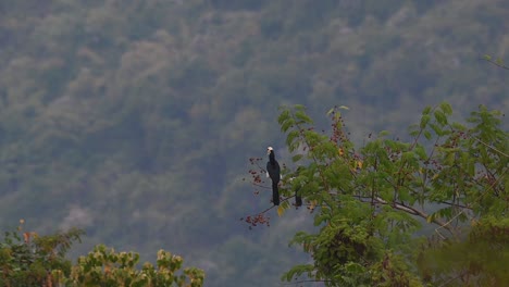 Oriental-Pied-Hornbills,-Anthracoceros-albirostris