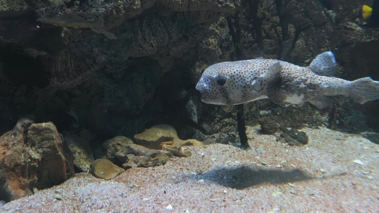 Pesce istrice dal muso maculato (Diodon hystrix), noto anche come pesce istrice maculato