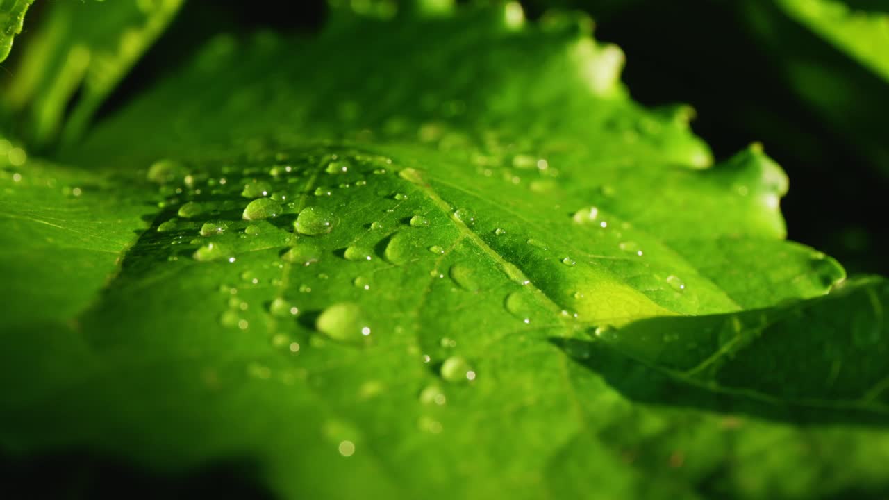 Dew-kissed leaf