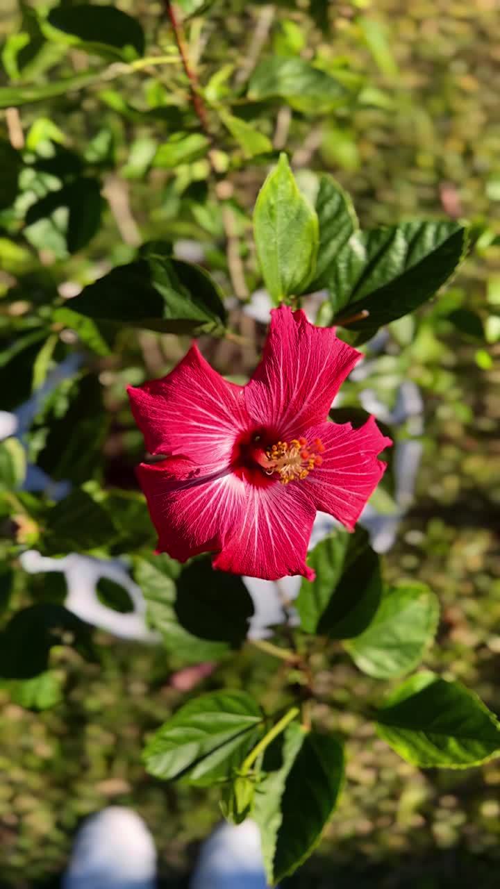 Bellissimo fiore di ibisco rosso