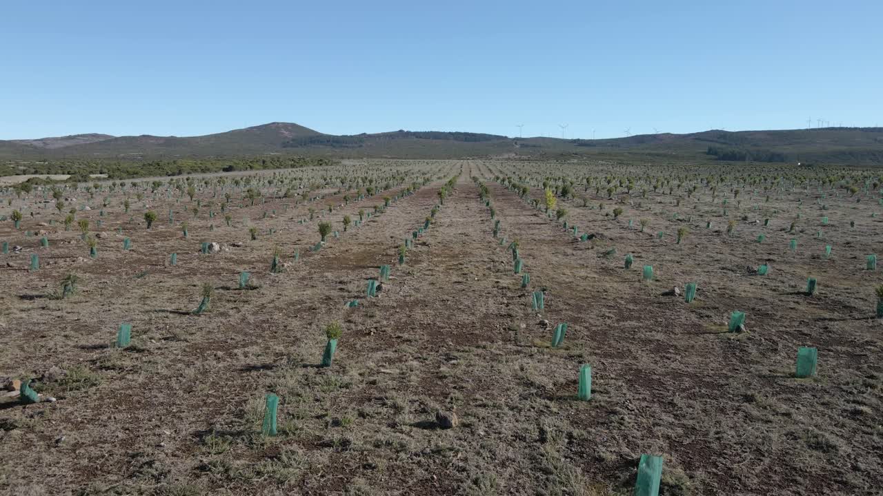 vista aérea de la nueva plantación de algunos árboles de ericacea y árboles de calluna vulgaris para ayudar en la recolección de agua de lluvia, dron moviéndose hacia atrás sobre la plantación, 4k, 60 fps