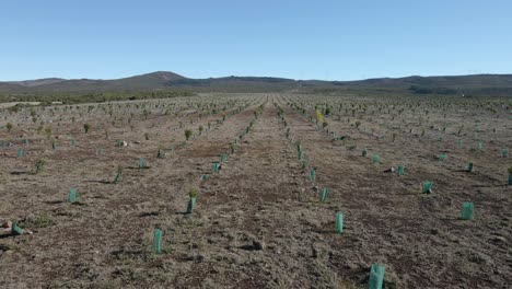 Aerial-view-of-new-plantation-of-some-ericacea-trees-and-calluna-vulgaris-trees-to-help-in-the-collection-of-rain-water,-drone-moving-backwards-over-the-plantation,-4K,-60fps