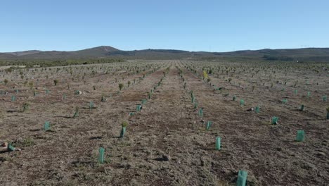 vista aérea de la nueva plantación de algunos árboles de ericacea y árboles de calluna vulgaris para ayudar en la recolección de agua de lluvia, dron moviéndose hacia atrás sobre la plantación, 4k, 60 fps
