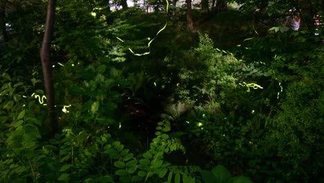 Firefly-Time-lapse-Genji-botaru-En-Moriyama,-Shiga,-Japón