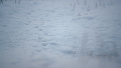 white snow lying field ground close up. frozen meadow with traces of animal.