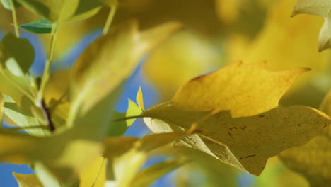 Golden-maple-leaf-growing-thin-twig-close-up.-Colorful-leaves-rustle-on-wind.