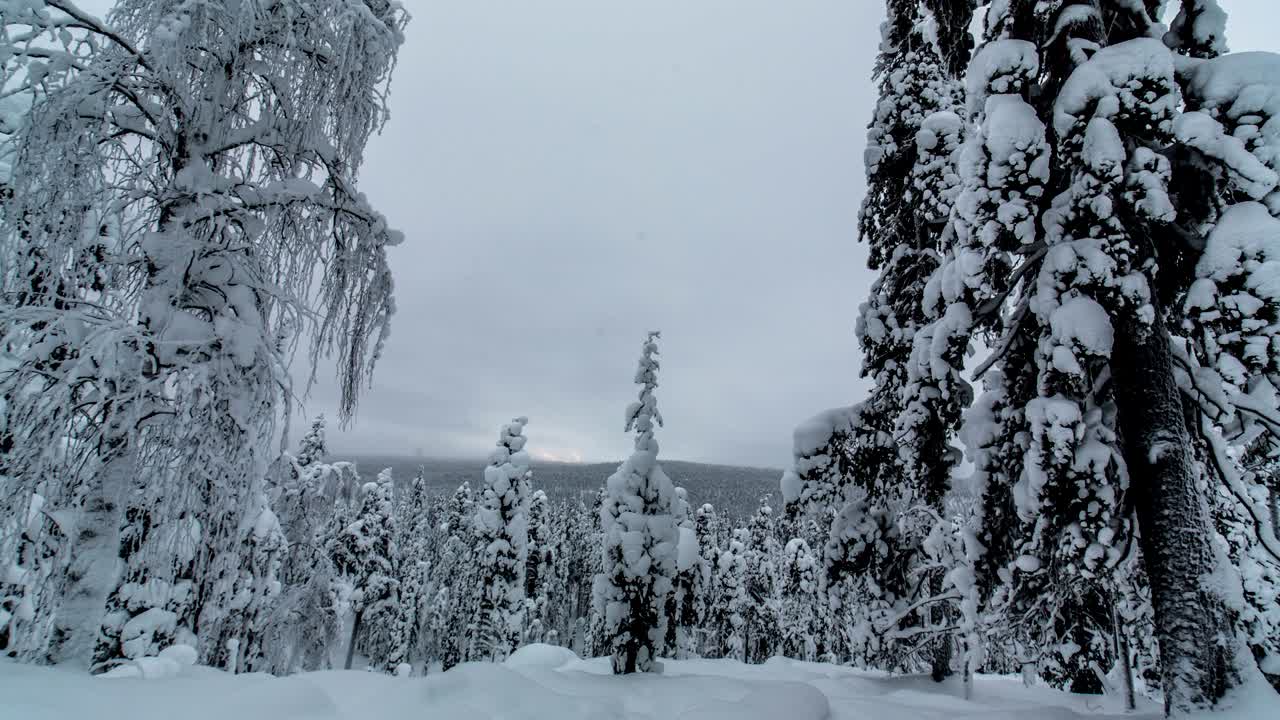 замороженный снежный лес timelapse в лапландии