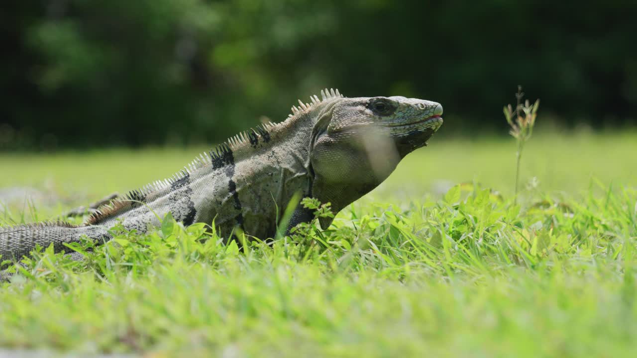 Filmato cinematografico 4K della fauna selvatica di un'iguana al rallentatore nel mezzo della giungla in Messico in una giornata di sole.