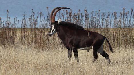 a panning shot of a sable antelope walking through the dry yellow grass, kruger national park