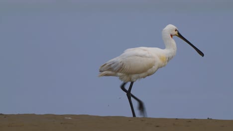 eurasian spoonbill walking along land ruffling feathers