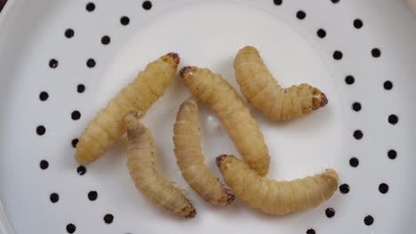 several waxworms, the larvae of the wax moth on plastic lid