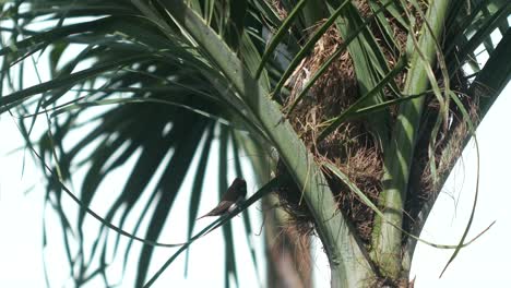 Sparrow birds with nest in the tree