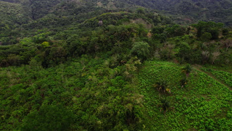 Vista-De-ángulo-Alto-Del-Bosque-Tropical-Y-área-Cultivada-En-Pendiente.