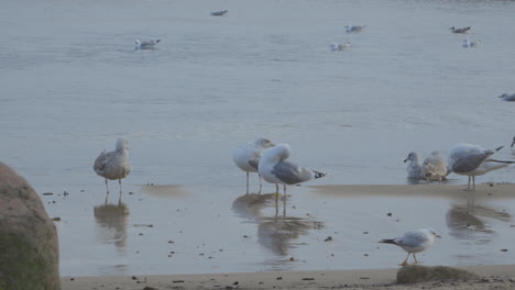 Gruppe-Von-Möwen,-Die-Ihre-Federn-Am-Redlowo-Strand-In-Gdynia-Putzen