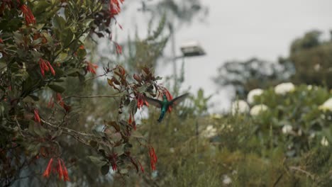 Long-Tailed-Sylph-Hummingbird-Sipping-Nectar-In-Flowering-Plants