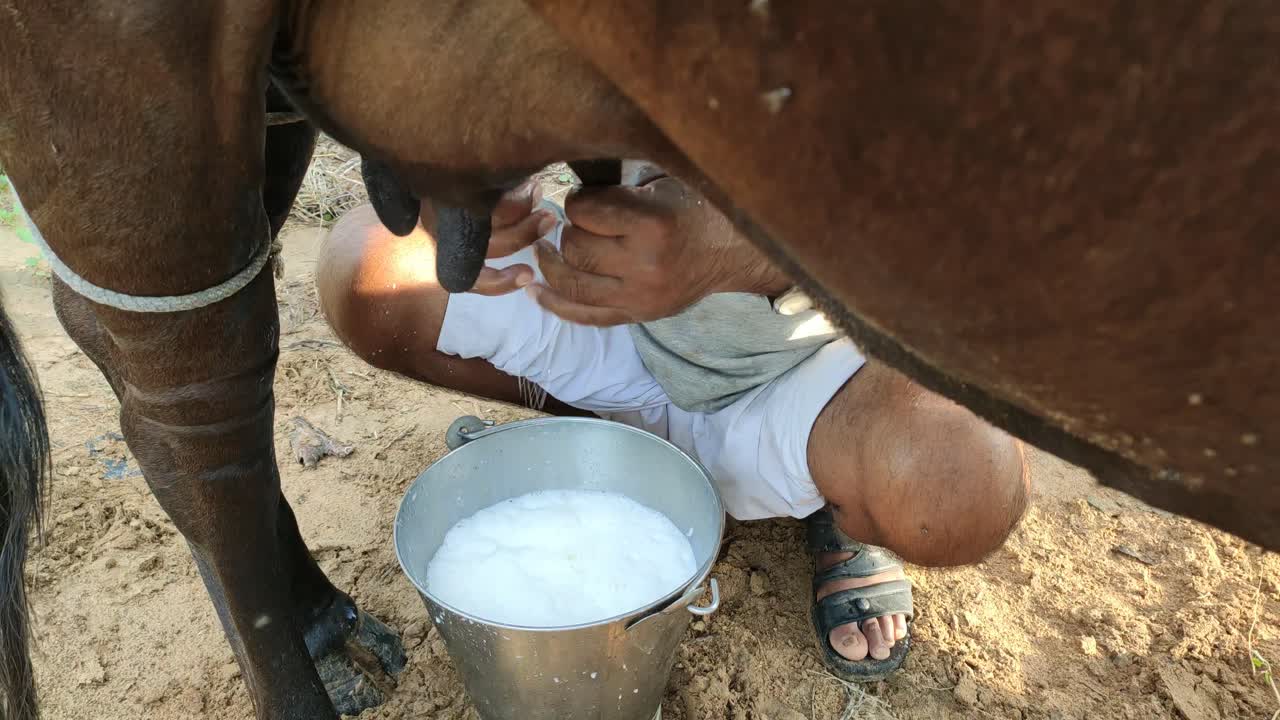un granjero recibiendo leche de una vaca por la mañana